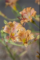 Alstroemeria versicolor